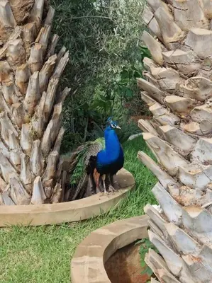 a peacock standing next to a pile of logs at Villa Palmengarten Meknès bei Fes in Meknès
