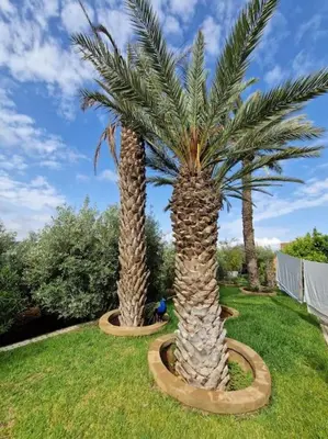 two palm trees in a yard with grass at Villa Palmengarten Meknès bei Fes in Meknès