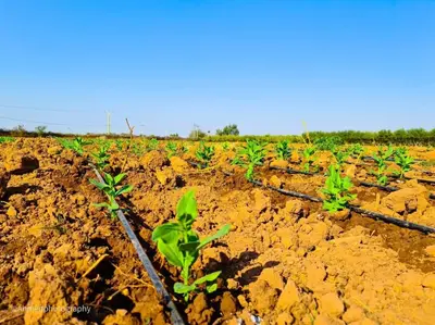 a field of green plants in the dirt at Villa Tifira in Marrakech