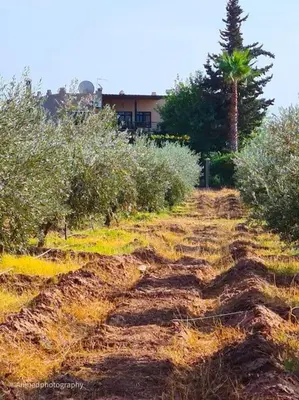 a dirt road with trees and a palm tree at Villa Tifira in Marrakech