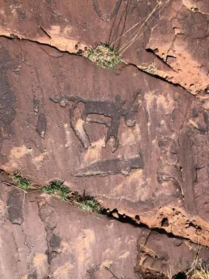 an animal fossil on the side of a rock at Guest House Tigminou in Setti Fatma