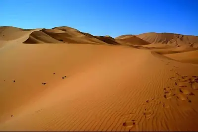 a group of animals walking in the desert at Bright Star Desert Camp in Merzouga