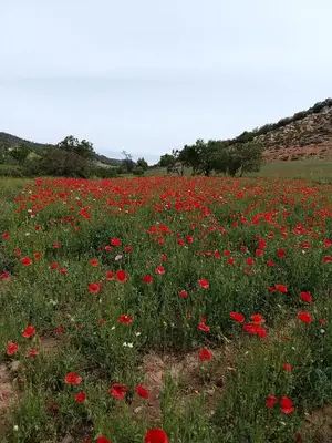 a field full of red flowers in a field at AYA Farm,Ferme d'hotes Aguelmous in Khenifra