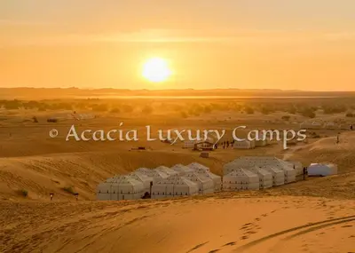 a group of camels in the desert at sunset at Merzouga Desert Camps in Merzouga