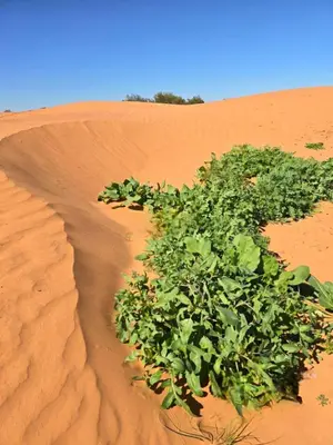 a bush in the middle of a desert at Bivouac Sahara Passions in Mhamid