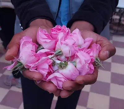 a person holding a bouquet of pink roses at Villa A'Kabar Guest House in Aït Ben Haddou