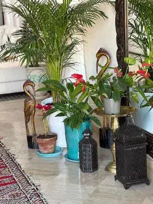 a group of plants in a room with a mirror at Maison Amâra Marrakech in Marrakech