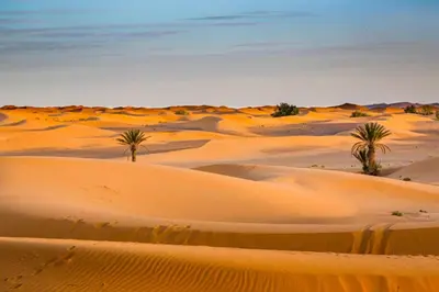 a desert with palm trees and sand dunes at Merzouga Camel Ride & Overnight Desert Camp in Merzouga