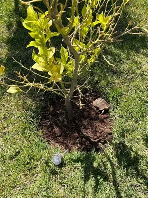 a small tree in the grass next to a turtle at Villa1 des tortues Marrakech in Aït Zat