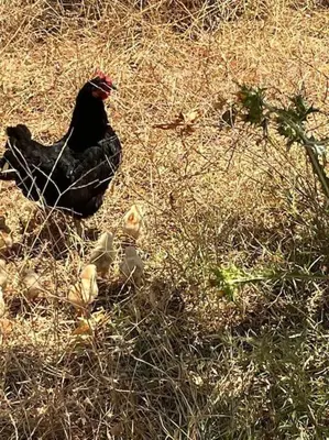 a chicken standing in the grass in a field at belle ferme a louer in Tiflet