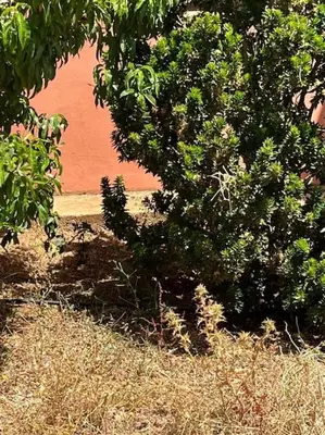 a tree in front of a red building at belle ferme a louer in Tiflet