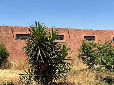 a palm tree in front of a brick building at belle ferme a louer in Tiflet