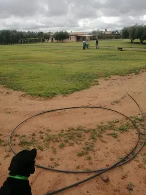 a dog is sitting in a field with a hose at Domaine Lamrah in Marrakech
