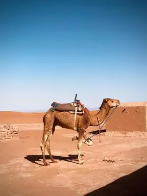 a camel standing in the desert at Touareg Desert Camp Erg Chigaga in El Gouera
