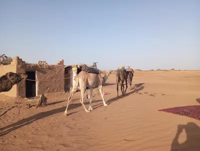 a group of camels walking in the desert at voyageur m'hamid Ghislaine in Tâlhâ