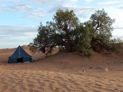 a blue tent and a tree in the desert at voyageur m'hamid Ghislaine in Tâlhâ