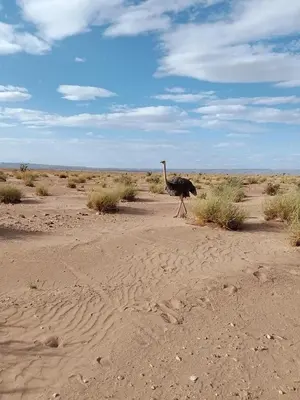 an ostrich walking in the desert on the sand at voyageur m'hamid Ghislaine in Tâlhâ