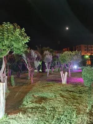 a row of trees at night with lights at Apartment Fes Urban Elegance - Garden & Pool in Fès