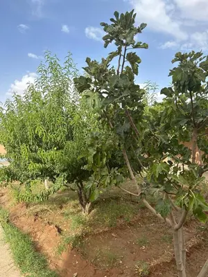 Gallery image of Kasbah des merveilles Dades in El Hart