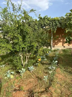 Gallery image of Kasbah des merveilles Dades in El Hart