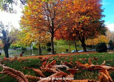 a pile of leaves on the grass in a park at Luxury Ifrane House in Ifrane