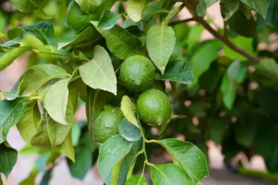 a bunch of green fruit on a tree at Gite Marbie maison rurale, une expérience naturelle unique, au coeur du moyen atlas, Maroc in Teklit