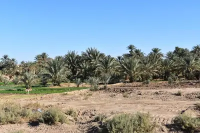 a field with palm trees in the distance at Chez Belkacem in Merzouga