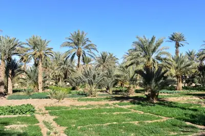 a plantation of palm trees in the desert at Chez Belkacem in Merzouga