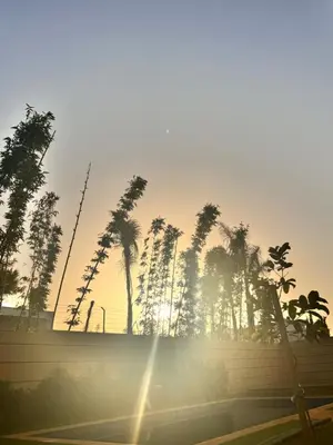 a group of palm trees in front of the sunset at Riad El Menzeh in Meknès