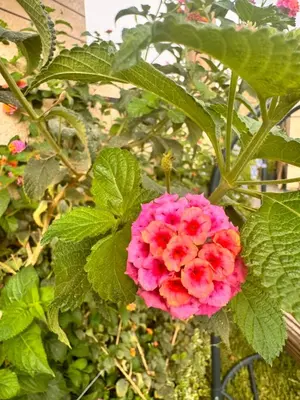 a pink flower on a plant with green leaves at Riad El Menzeh in Meknès