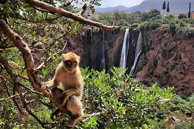 a monkey sitting in a tree in front of a waterfall at Welcome Hôtel Dijon in Ouzoud