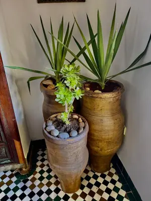 three potted plants sitting on a checkered floor at Appartement khmissa in Fès al Bali