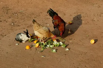 two chickens and a rabbit eating fruit on the ground at Dar Tasmayoun in Aït Ourir