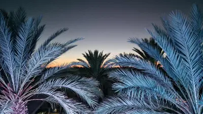 a group of palm trees with the sky in the background at Oasis source de vie in Mhamid
