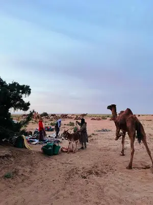 a group of people and a camel on the beach at Oasis source de vie in Mhamid