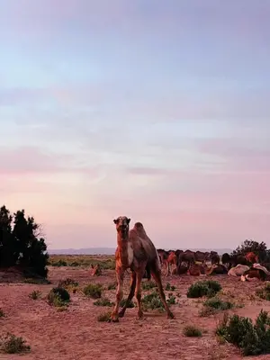 a camel walking in the desert with a herd of animals at Oasis source de vie in Mhamid