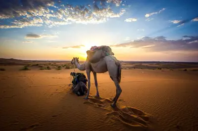 a camel standing in the sand in the desert at Khamlia Desert Bed & Breakfast in Khamliya