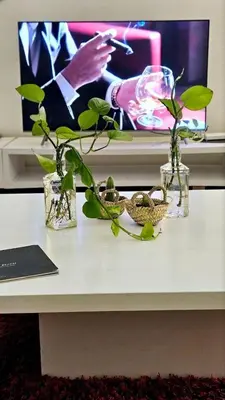 a table with several plants in glass vases on it at Maison Ali in Ville Nouvelle