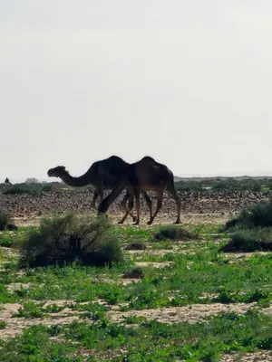a camel walking in a field in the desert at Desert Mhamid Luxury Camp in Mhamid El Ghizlane