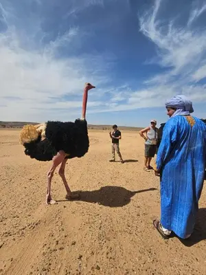 a ostrich walking in the desert with a group of people at Desert Mhamid Luxury Camp in Mhamid El Ghizlane