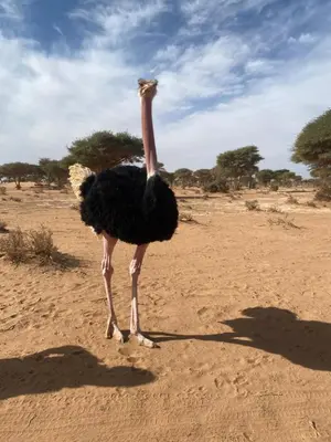 an ostrich walking on the sand in the desert at Sahara lumière in Mhamid El Ghizlane