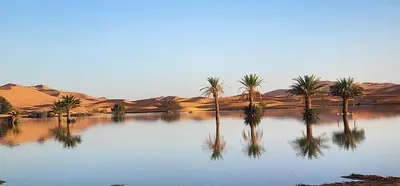 a group of palm trees in the desert at Oasis Luxury Camp in Merzouga