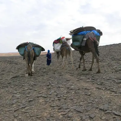 three camels walking on a rocky field with a man walking behind at Merzouga Desert Activities & Events in Merzouga