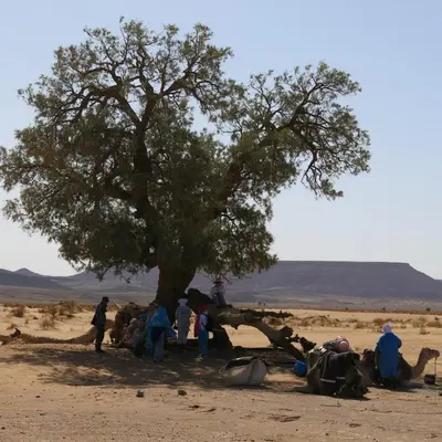 a group of people sitting under a tree in the desert at Merzouga Desert Activities & Events in Merzouga