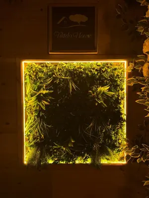 a lit up aquarium with green plants in it at Tikida house in Ouzoud