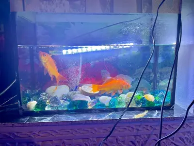 a fish tank with two goldfish in it at Blue Star Hostel in Fès