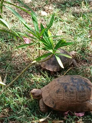 a tortoise sitting in the grass with a plant at فيلا رياض عمران in Douar Blidene
