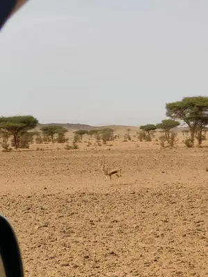 a gazelle walking across a field in the desert at Erg Chegaga Charming Camp in El Gouera