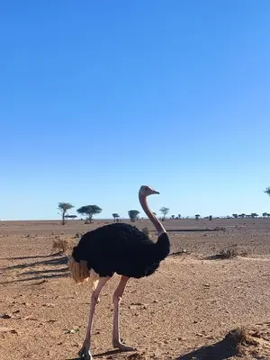 an ostrich walking in the desert on a field at Erg Chegaga Charming Camp in El Gouera