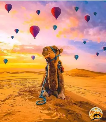 a teddy bear sitting in the desert with hot air balloons at Morocco wonderland in Merzouga